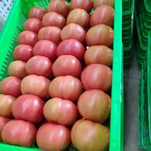 本地番茄，西红柿，粉果，基地直发，全国直发