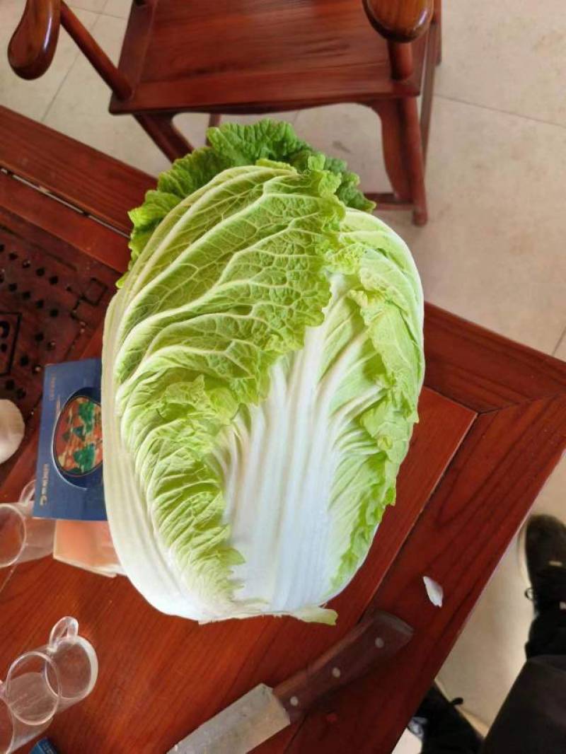 黄心白菜降价4~6斤，大量上市，质量上乘，白菜价