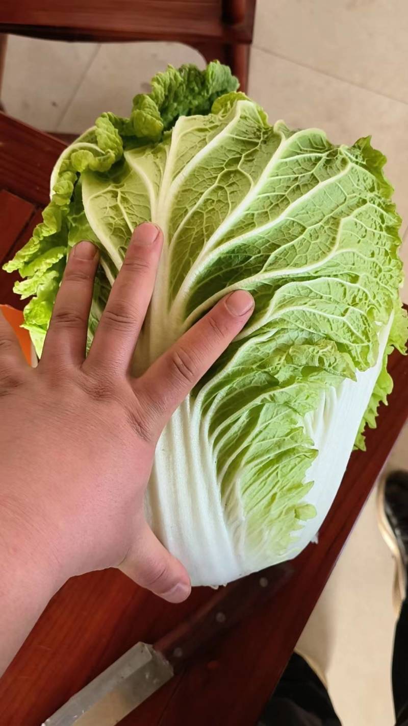 黄心白菜降价4~6斤，大量上市，质量上乘，白菜价
