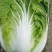 黄心白菜降价4~6斤，大量上市，质量上乘，白菜价