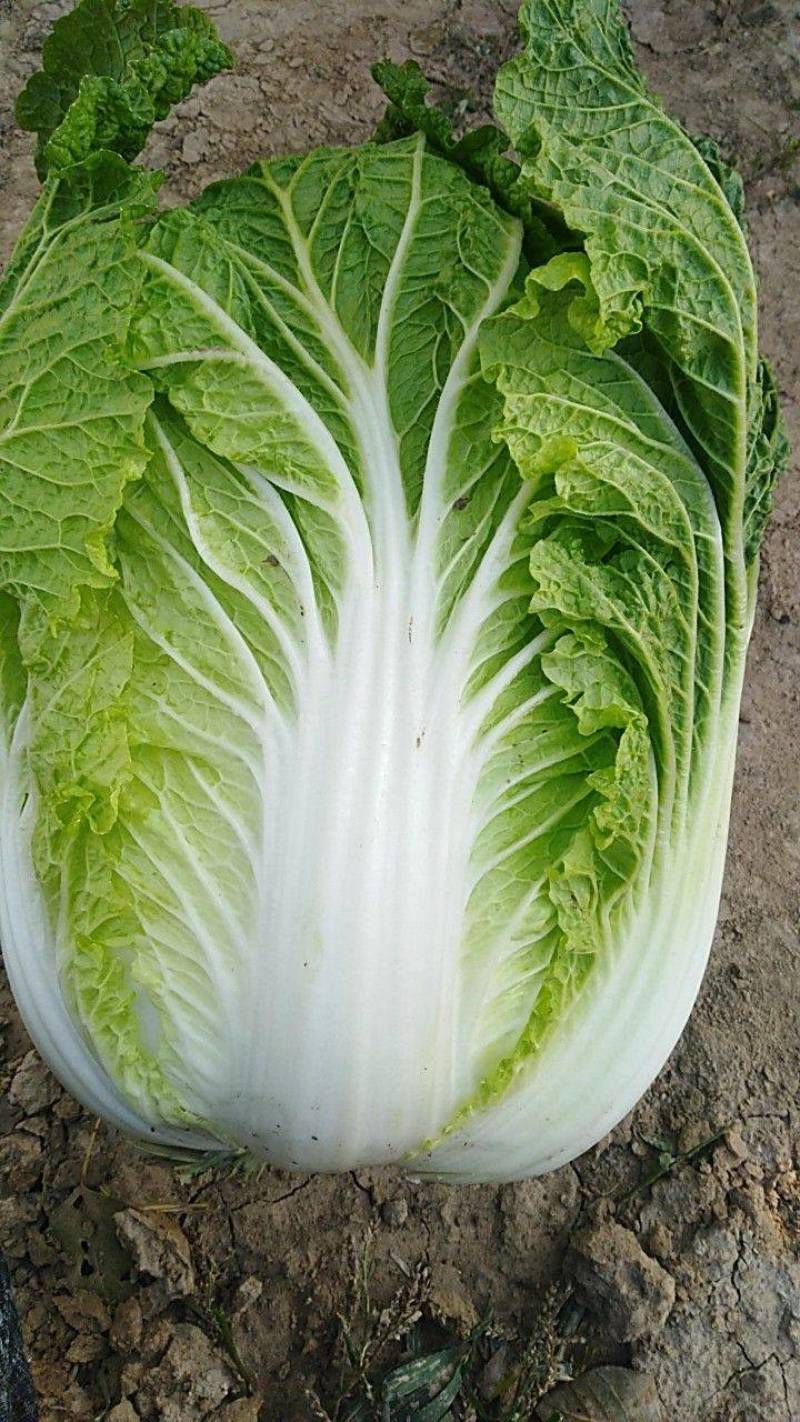 黄心白菜降价4~6斤，大量上市，质量上乘，白菜价