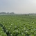 四川阿坝州黄心大白菜基地直发，质量保证