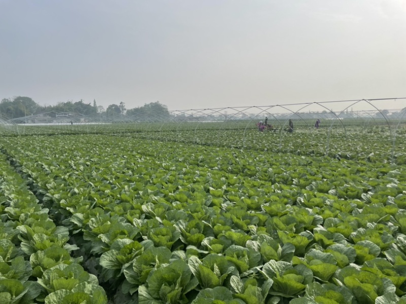 四川阿坝州黄心大白菜基地直发，质量保证