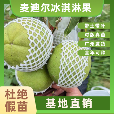 麦迪尔冰淇淋果苗白柿苗香甜抗寒易管理