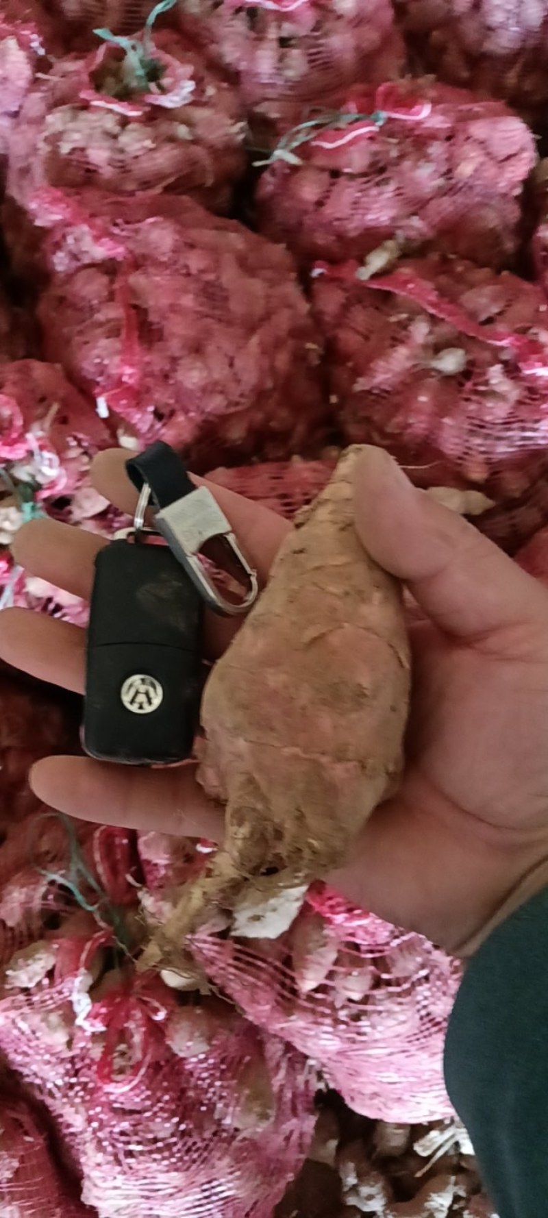 洋姜大货
