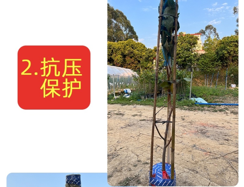 麦迪尔冰淇淋果苗白柿苗香甜抗寒易管理