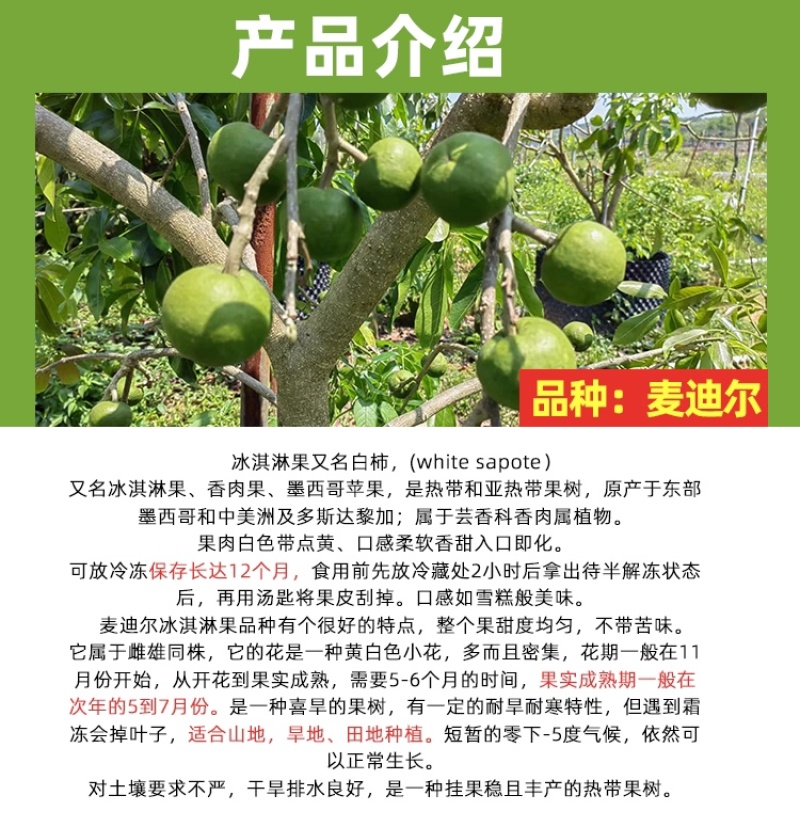 麦迪尔冰淇淋果苗白柿苗香甜抗寒易管理