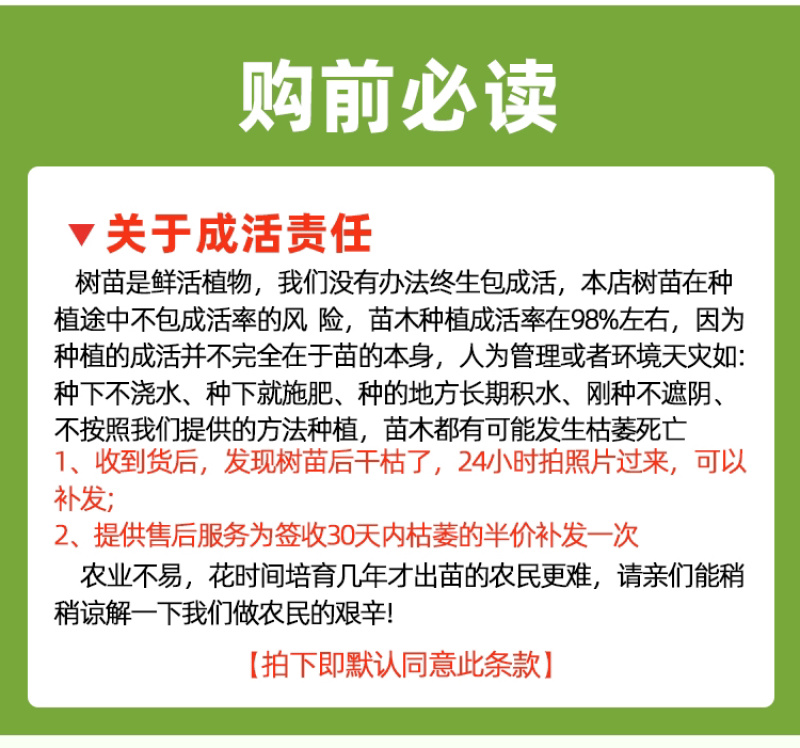 麦迪尔冰淇淋果苗白柿苗香甜抗寒易管理