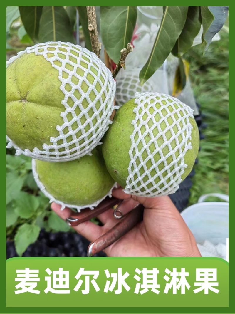 麦迪尔冰淇淋果苗白柿苗香甜抗寒易管理