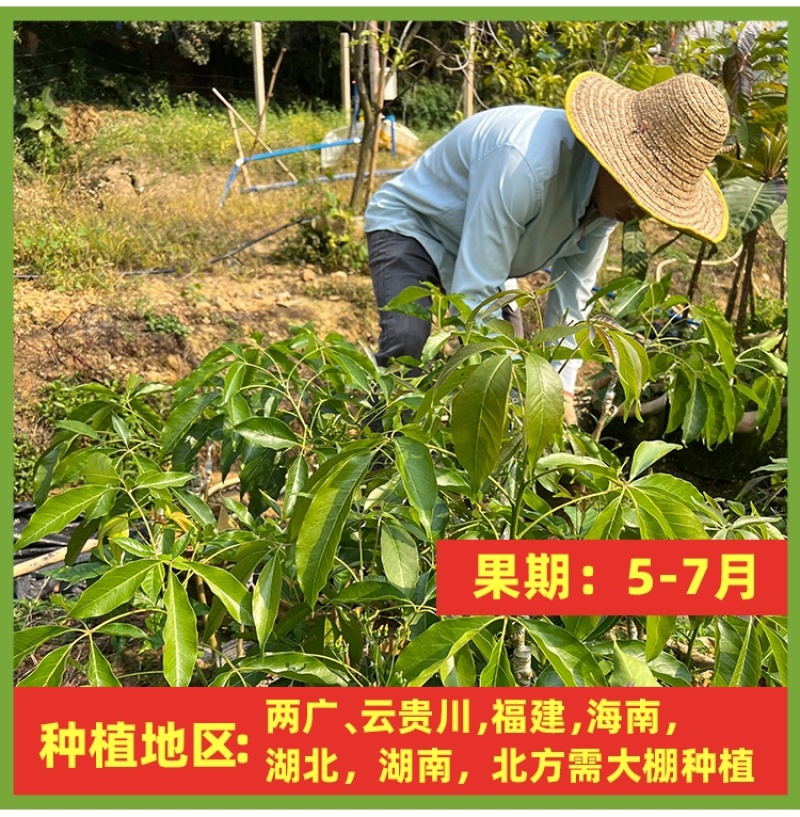 麦迪尔冰淇淋果苗白柿苗香甜抗寒易管理