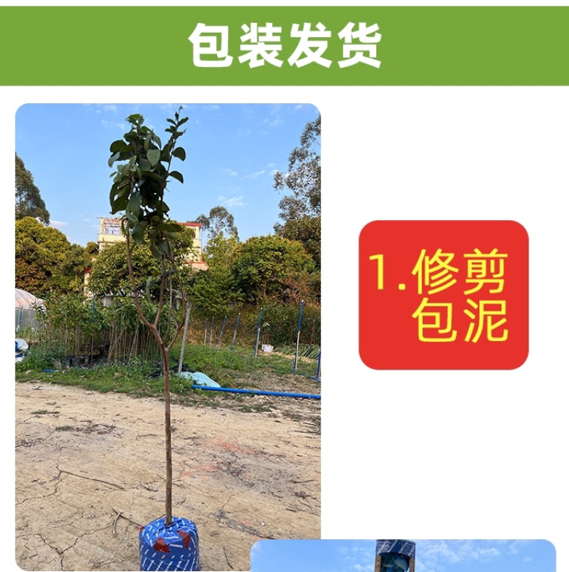 麦迪尔冰淇淋果苗白柿苗香甜抗寒易管理