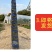 麦迪尔冰淇淋果苗白柿苗香甜抗寒易管理