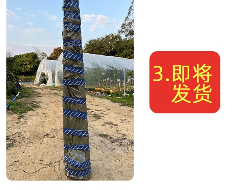 麦迪尔冰淇淋果苗白柿苗香甜抗寒易管理