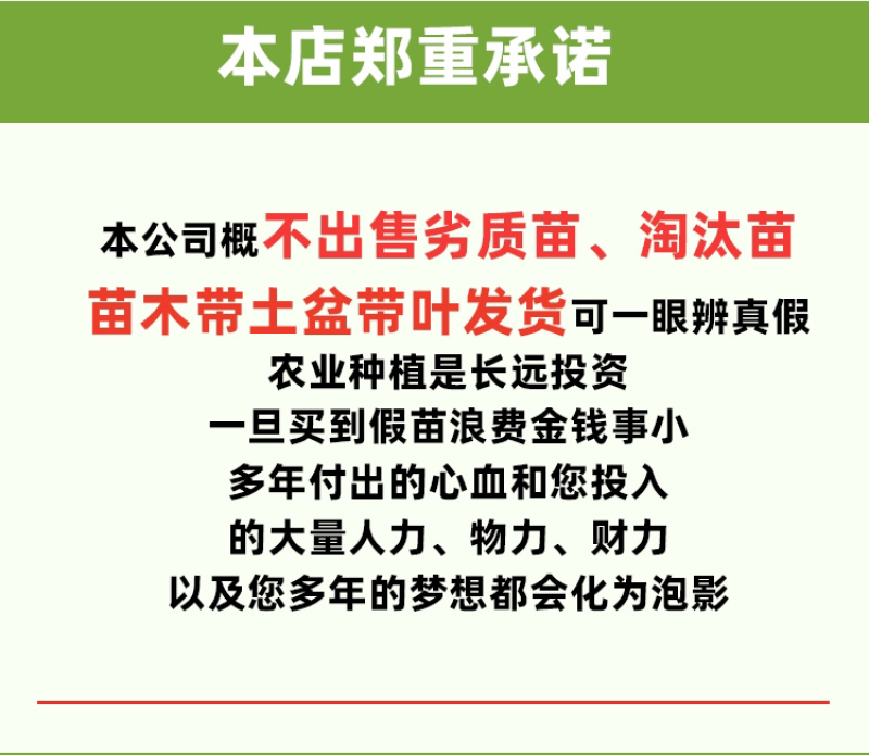 麦迪尔冰淇淋果苗白柿苗香甜抗寒易管理