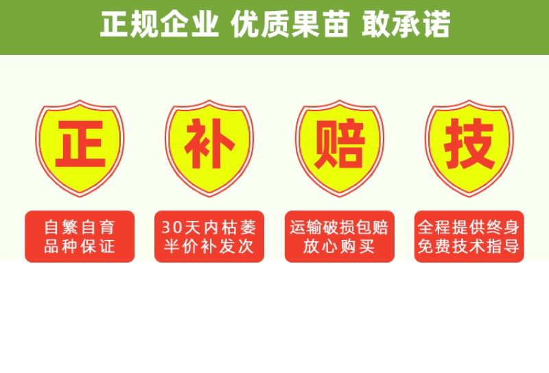 麦迪尔冰淇淋果苗白柿苗香甜抗寒易管理