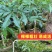 麦迪尔冰淇淋果苗白柿苗香甜抗寒易管理