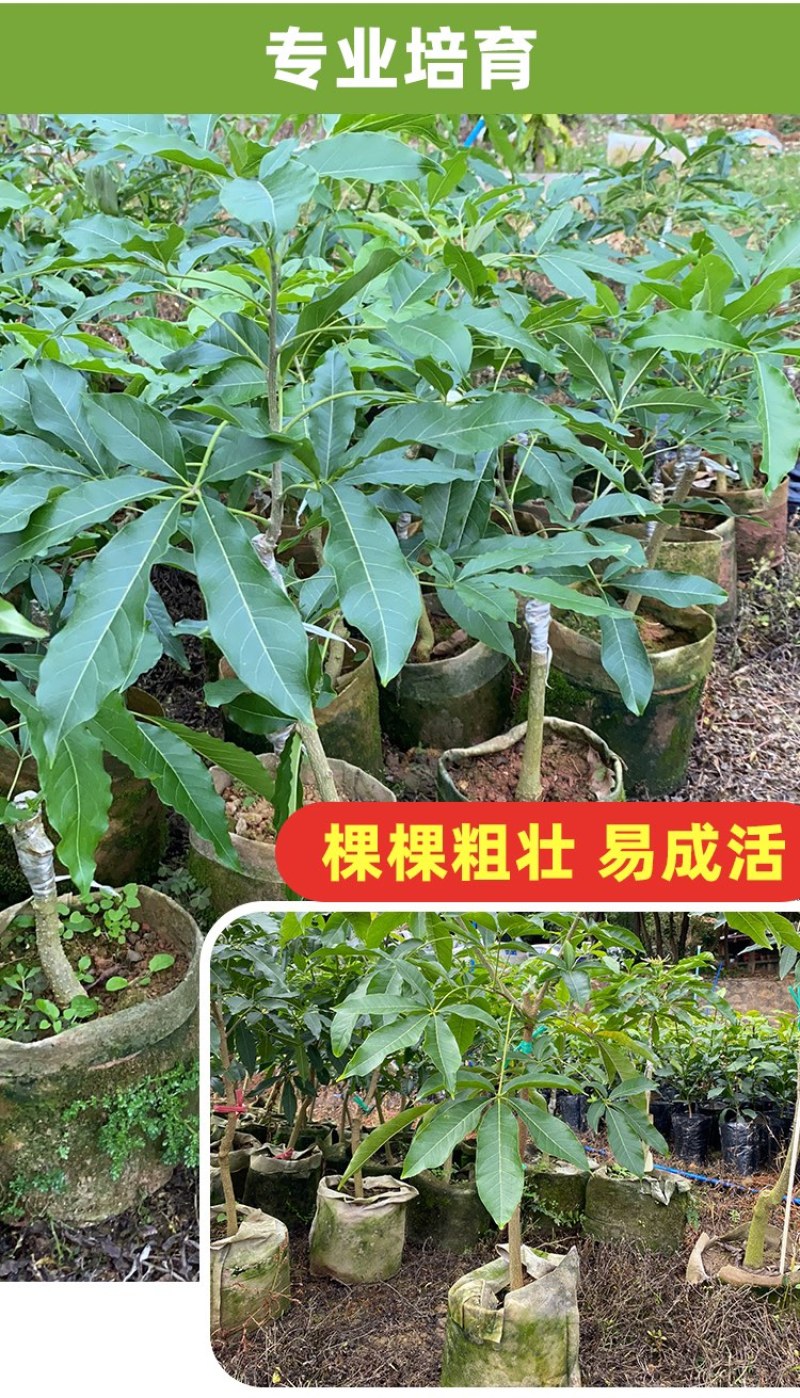 麦迪尔冰淇淋果苗白柿苗香甜抗寒易管理