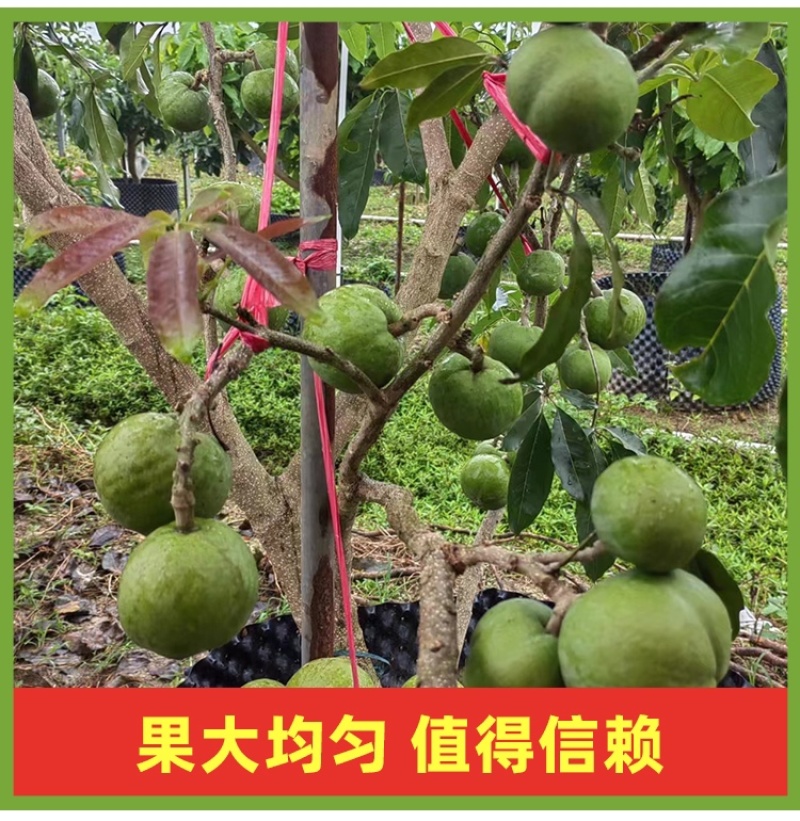 麦迪尔冰淇淋果苗白柿苗香甜抗寒易管理