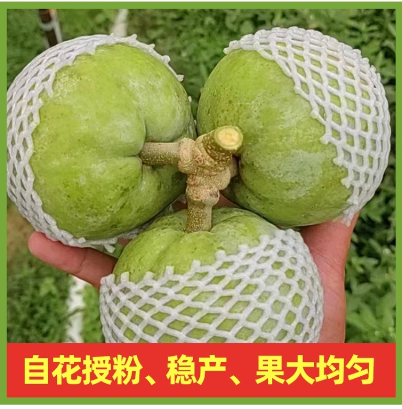 麦迪尔冰淇淋果苗白柿苗香甜抗寒易管理