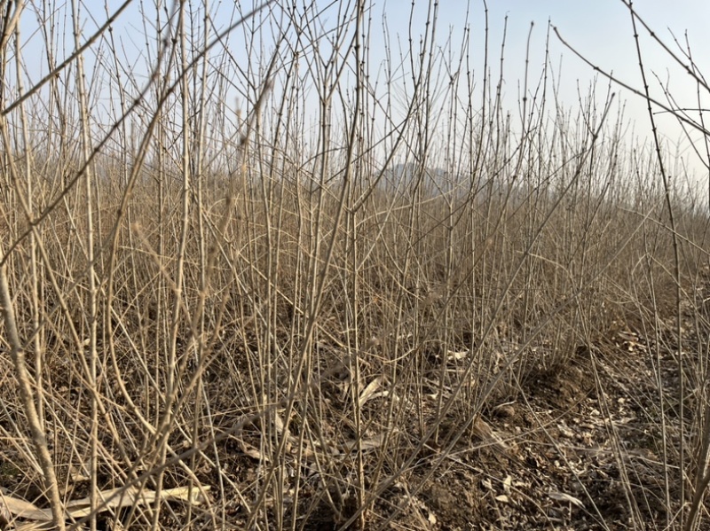 小叶丁香四根条起步质量如图还有十万左右