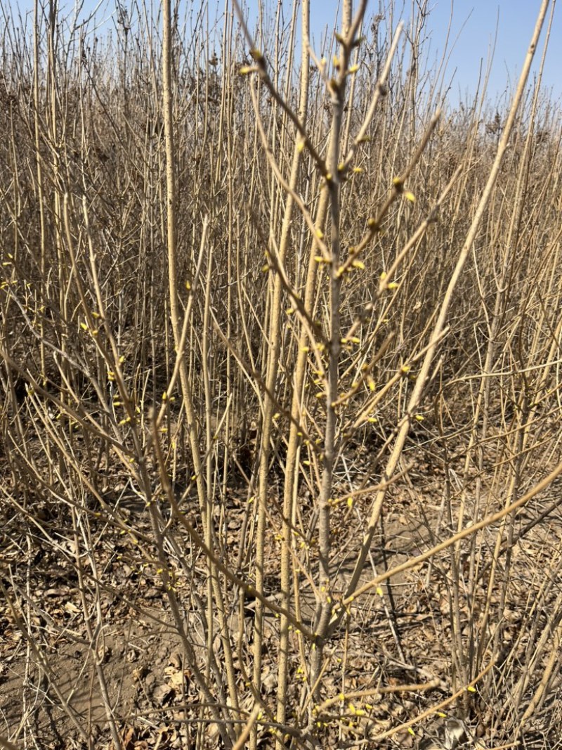 小叶丁香四根条起步质量如图还有十万左右