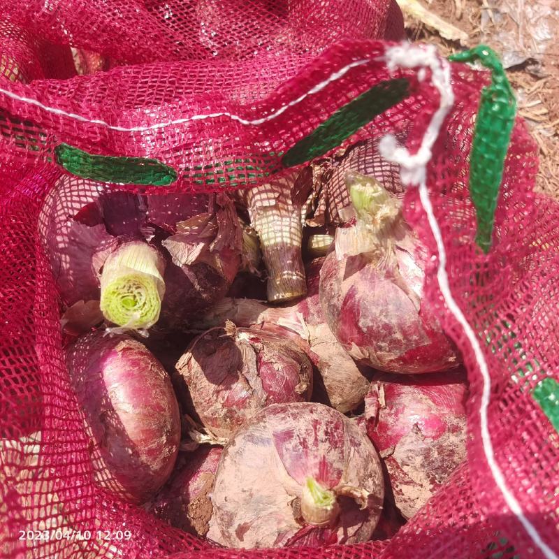 洋葱，紫皮洋葱大量上市，