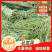 长豆角（15厘米以上）基地直供量大从优欢迎咨询