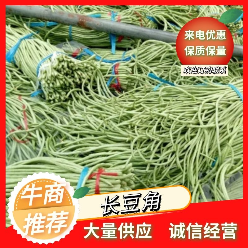 长豆角（15厘米以上）基地直供量大从优欢迎咨询