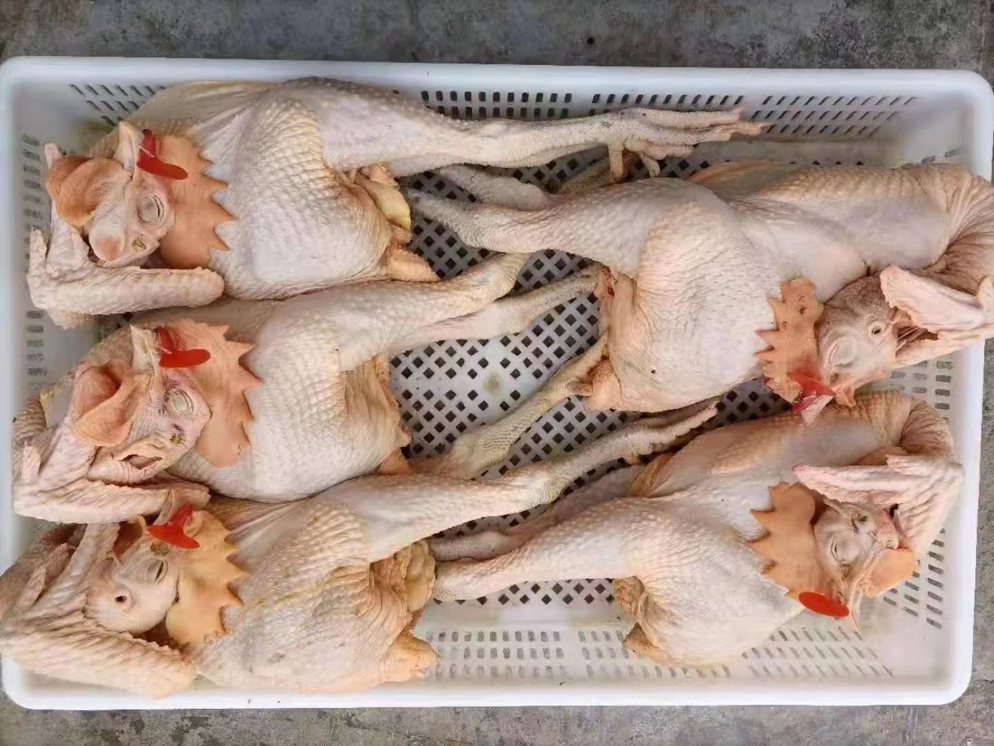 焯水后的鸡块,颜色洁白,无明显血沫残留 焯水后的鸡块