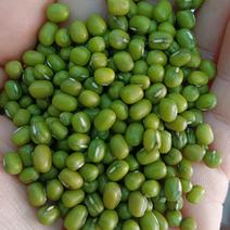 海华农产品缅甸大产区新油绿豆中粒