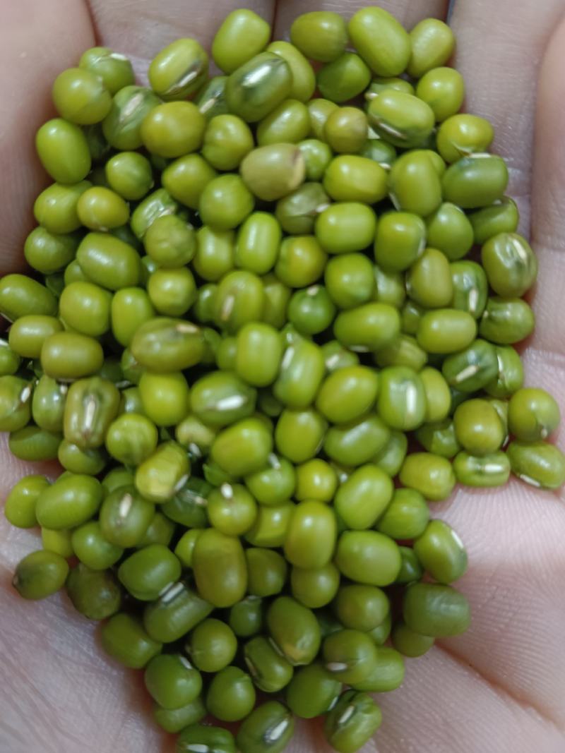 海华农产品缅甸大产区新油绿豆中粒