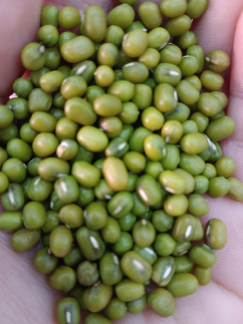 海华农产品缅甸大产区新油绿豆中粒