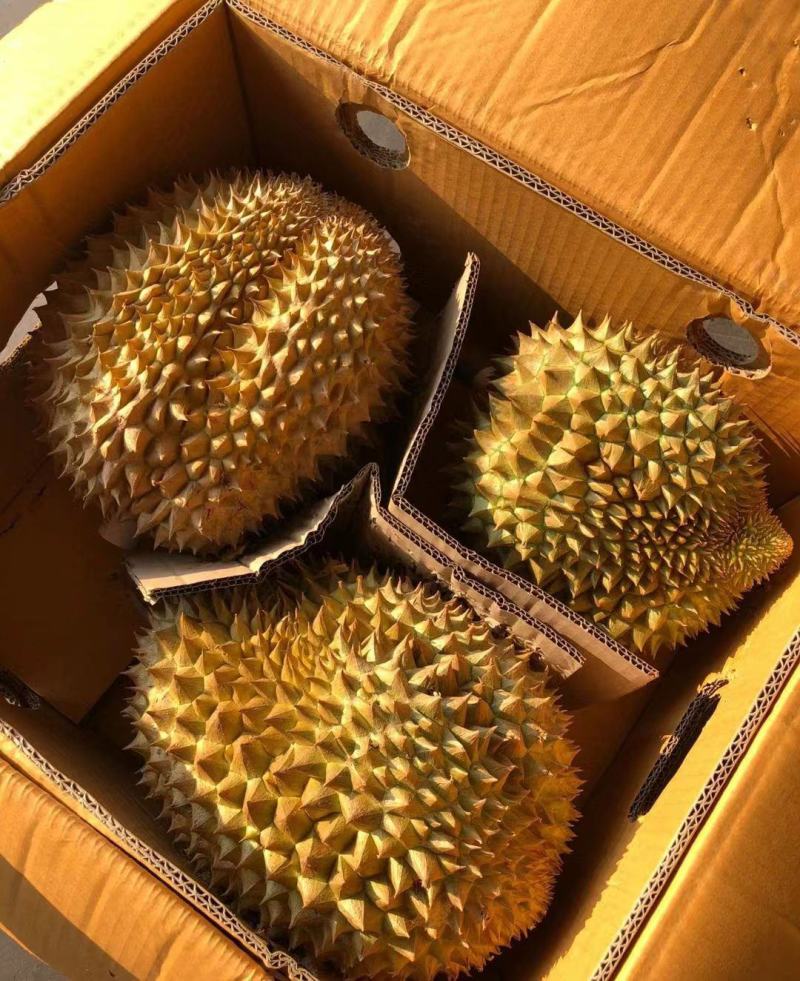 金枕榴莲