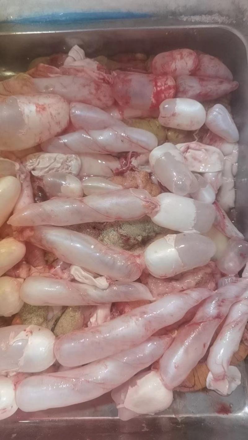 草鱼鱼泡，量大