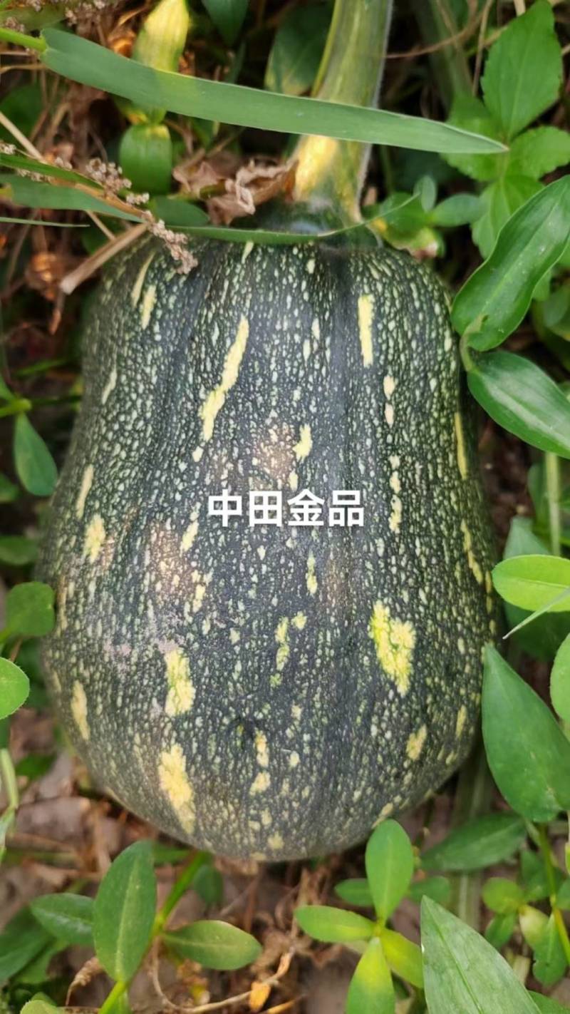 南瓜