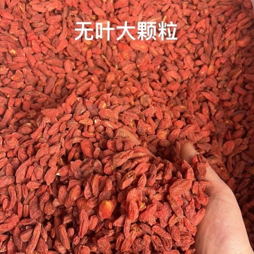 枸杞无叶大枸杞油货枸杞宁夏枸杞地摊跑江湖展会