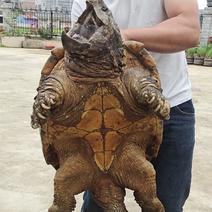 60斤大鳄公真鳄龟