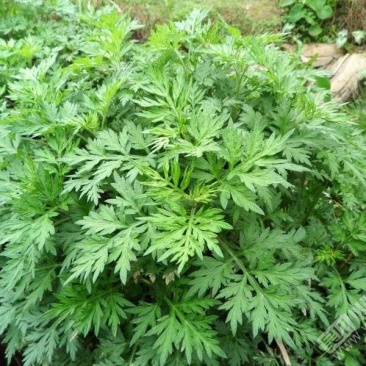 野生艾草