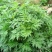 野生艾草