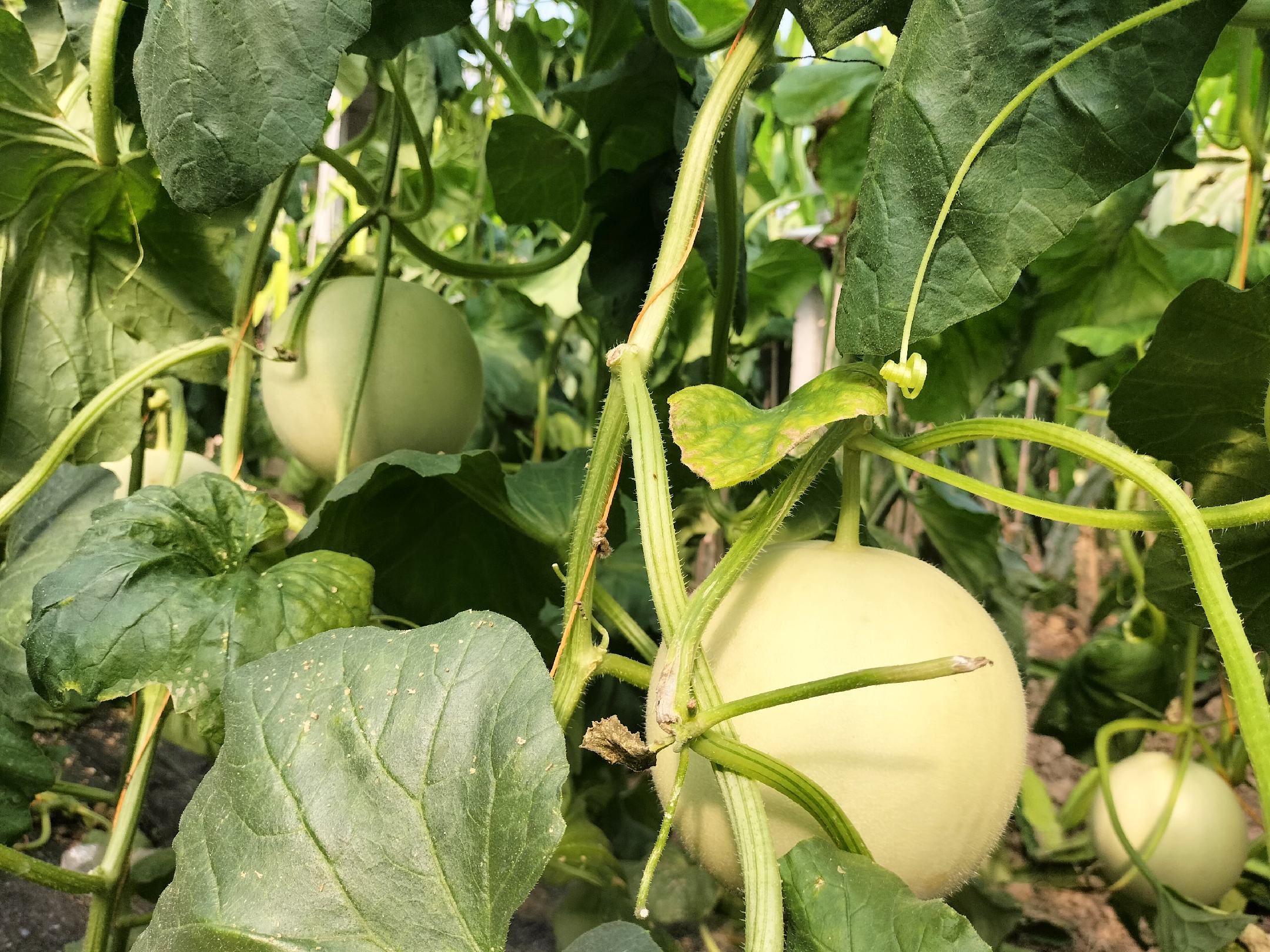 展示成片种植的玉菇甜瓜田地,绿色藤蔓覆盖土地,果实饱满 玉菇甜瓜种植基地航拍图