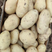 希森土豆（v7）大量上市产地直发可视频看货