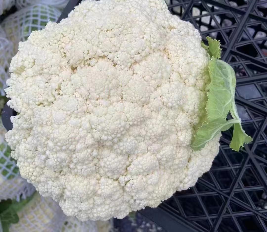 菜花表面发黑特写图