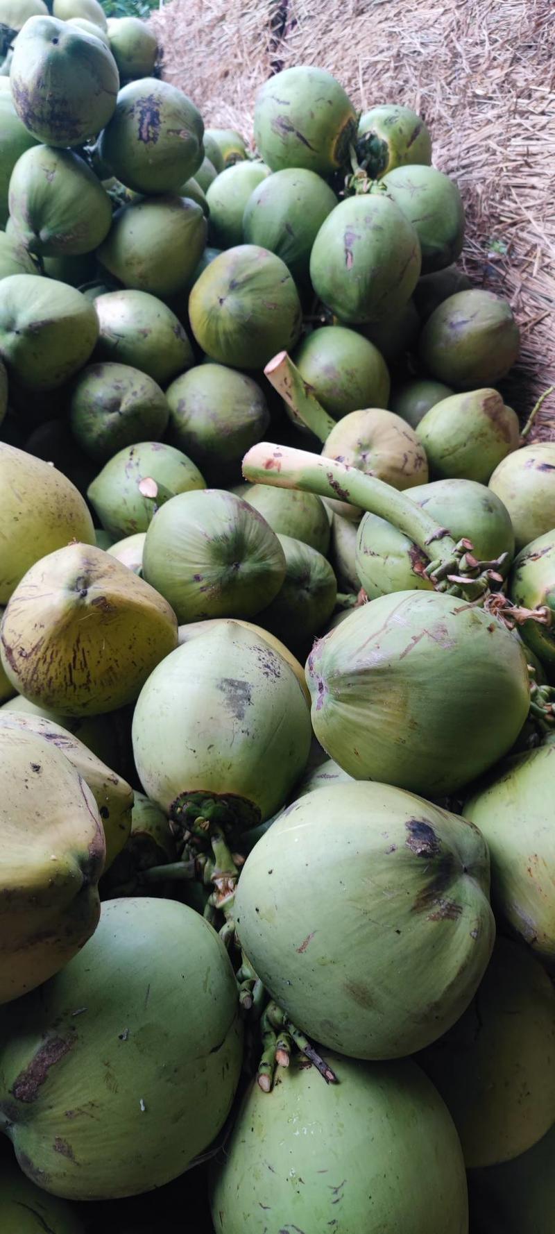 【实力推荐】海南椰子，一手货源，货源充足，量大从优