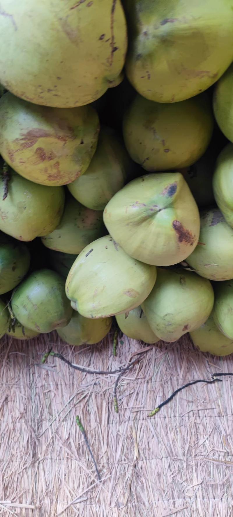 【实力推荐】海南椰子，一手货源，货源充足，量大从优