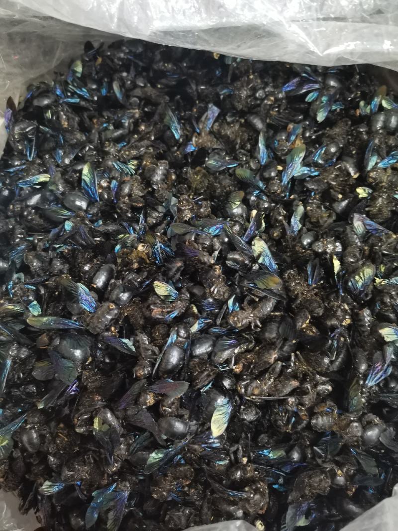 竹蜂广西竹蜂大盐竹蜂乌蜜蜂竹筒蜂中药材泡水声哑咽痛新货