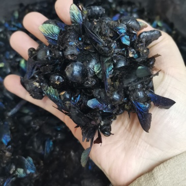 竹蜂广西竹蜂大盐竹蜂乌蜜蜂竹筒蜂中药材泡水声哑咽痛新货