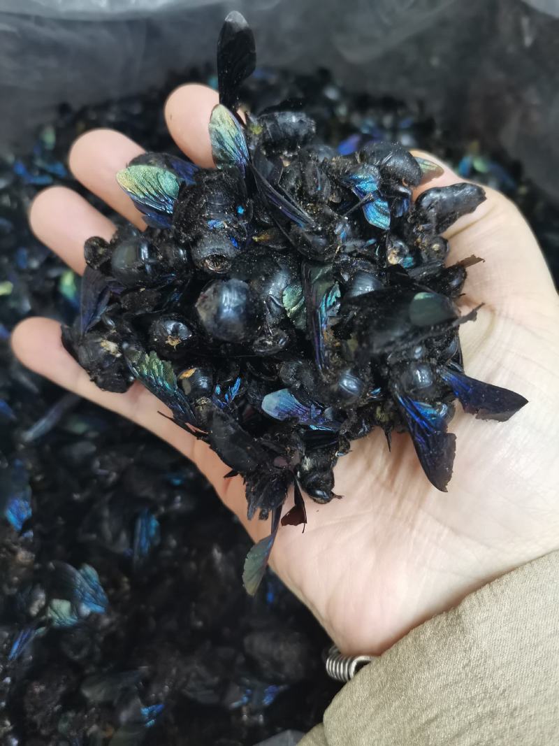 竹蜂广西竹蜂大盐竹蜂乌蜜蜂竹筒蜂中药材泡水声哑咽痛新货