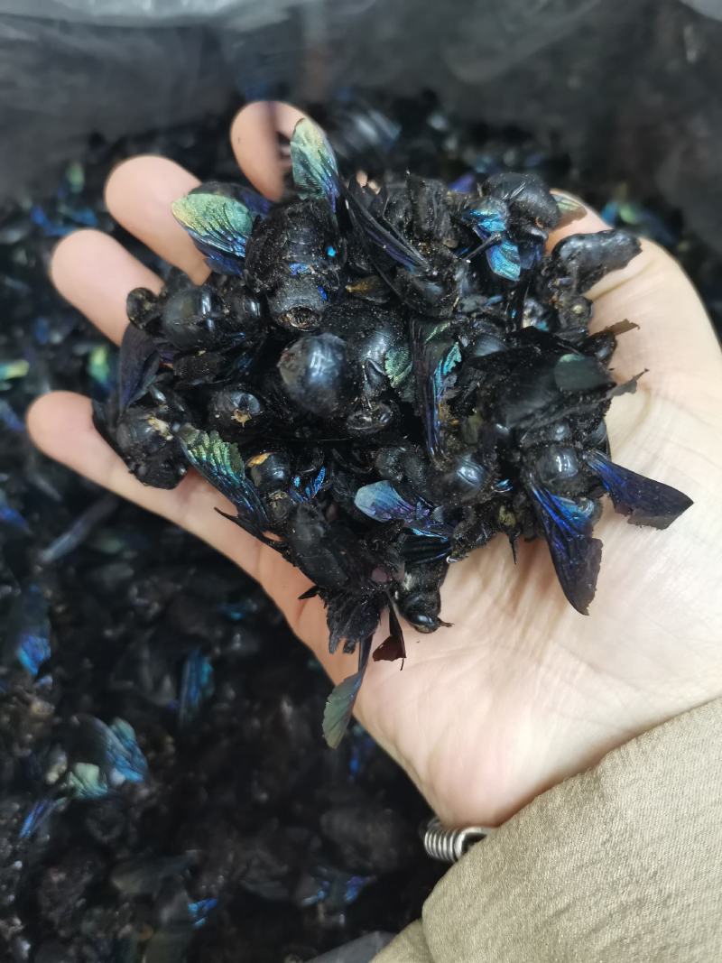 竹蜂广西竹蜂大盐竹蜂乌蜜蜂竹筒蜂中药材泡水声哑咽痛新货