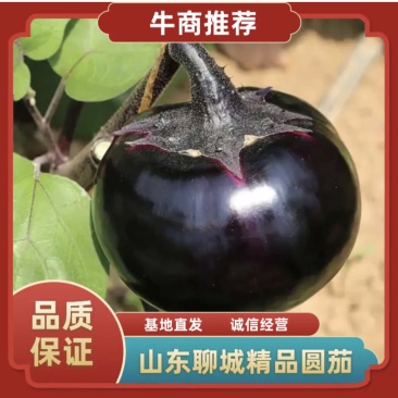 【紫光圆茄】山东聊城基地直发圆茄对接全国实力代办