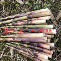 油竹笋大量出售